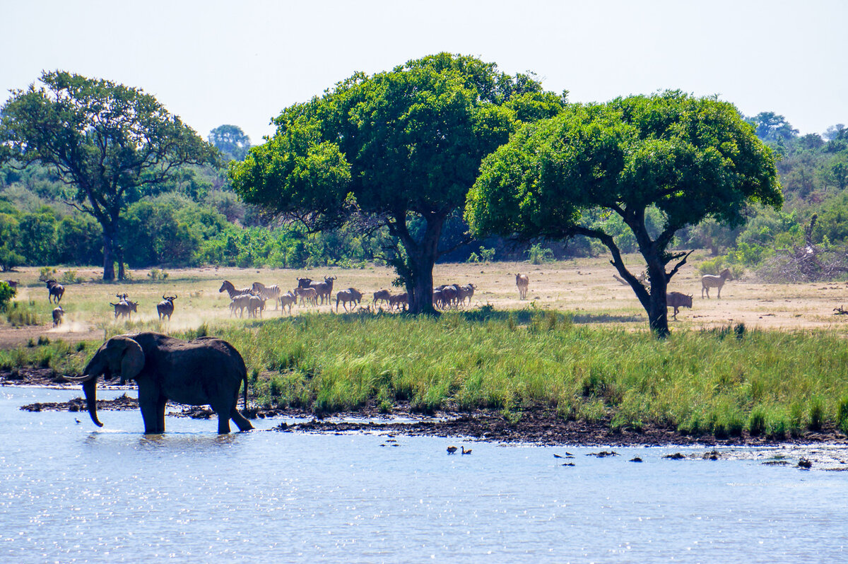 Национальный парк каким названием есть в африке. Национальный парк Африки парк Крюгер. Национальный парк Крюгера(ЮАР) В Африке. Национальный парк Крюгера Южная Африка. Национальные парки Африки Крюгера.