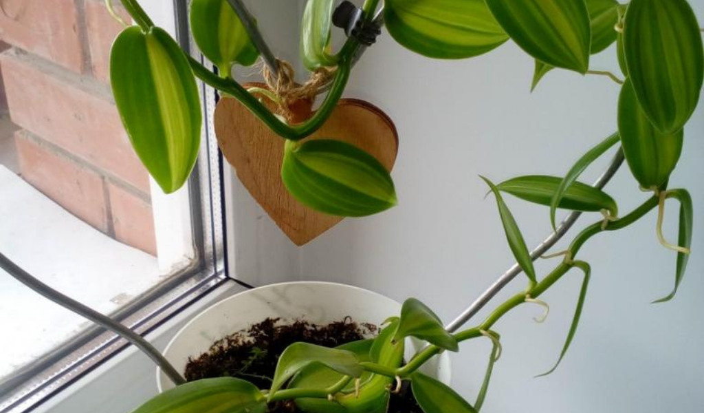 орхидея ваниль родина. производство ванили. ваниль в теплице. вьющаяся орхидея ваниль. орхидея ваниль вариегатная цветение.