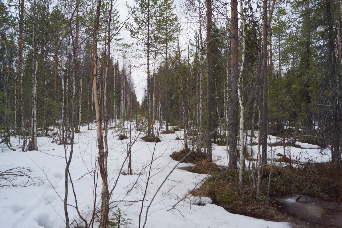 Старая просека