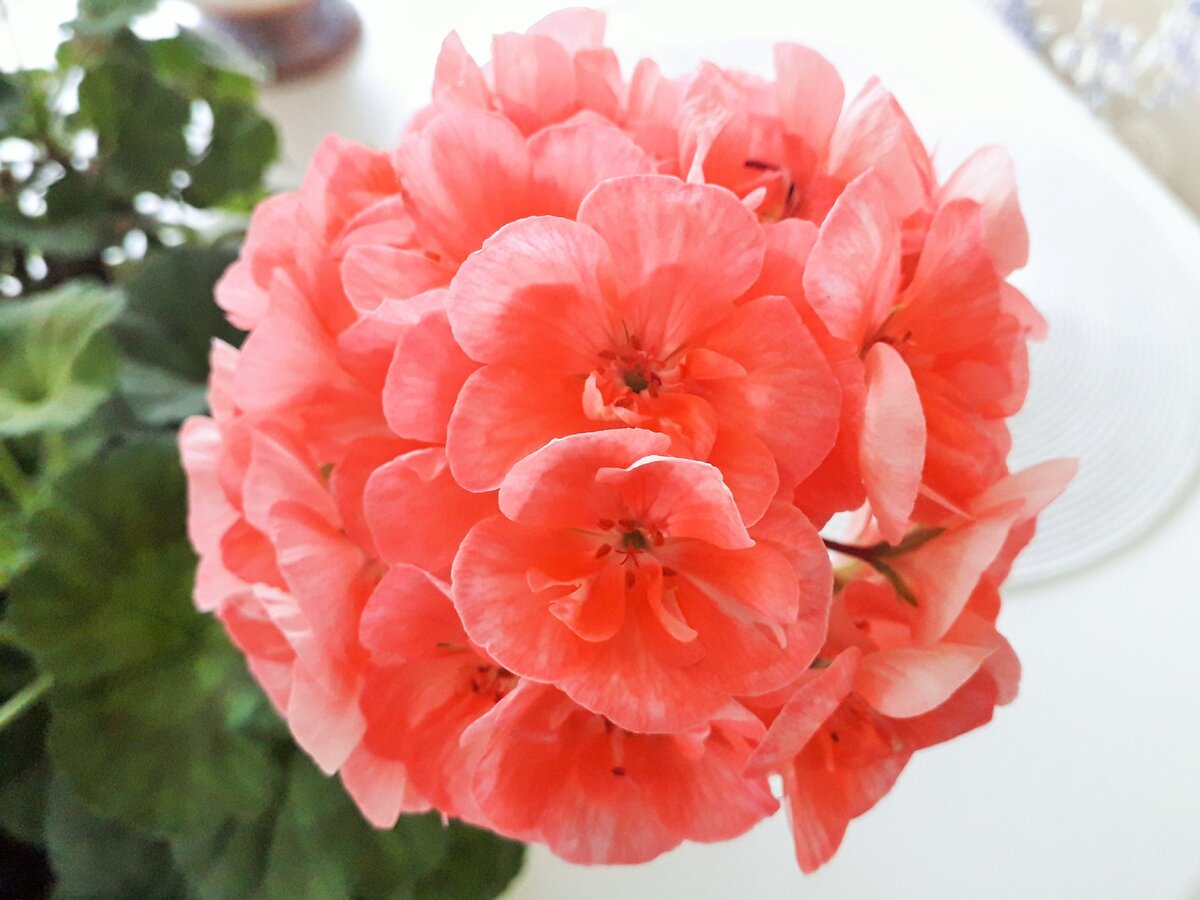 Пеларгония - Луна