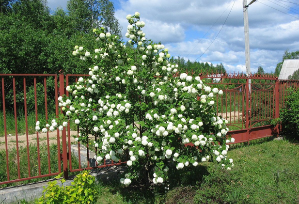Калина сорта «Бульденеж». Фото: https://www.asienda.ru/