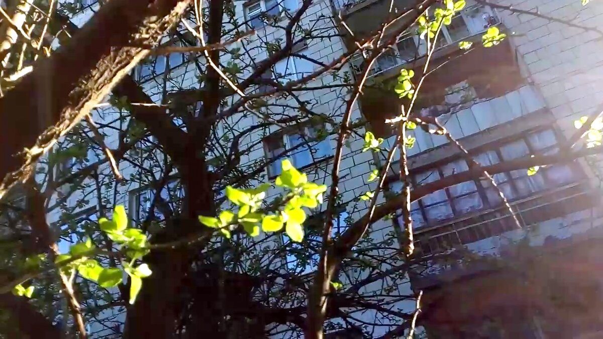 Наша общага в лучах утреннего солнца кажется милой и доброй (фото автора)