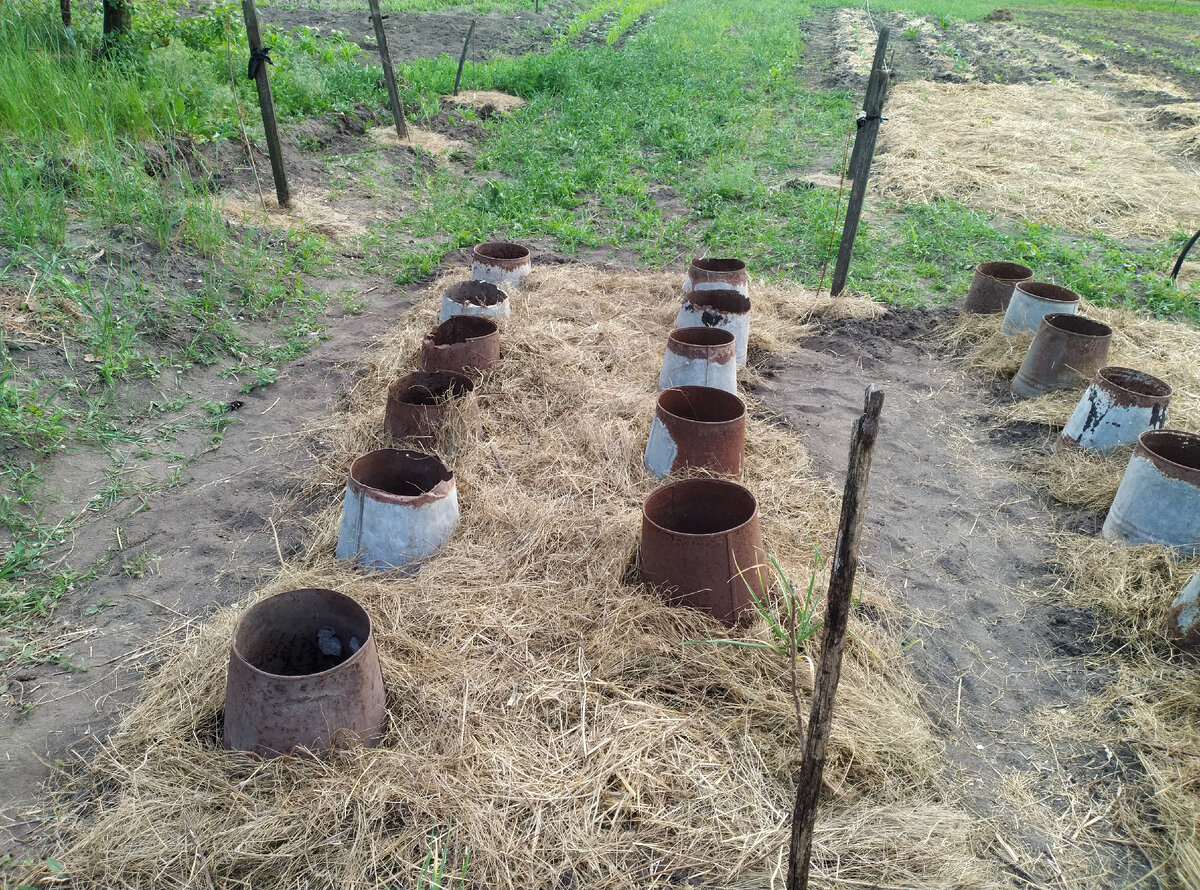 Грядка номер два-с