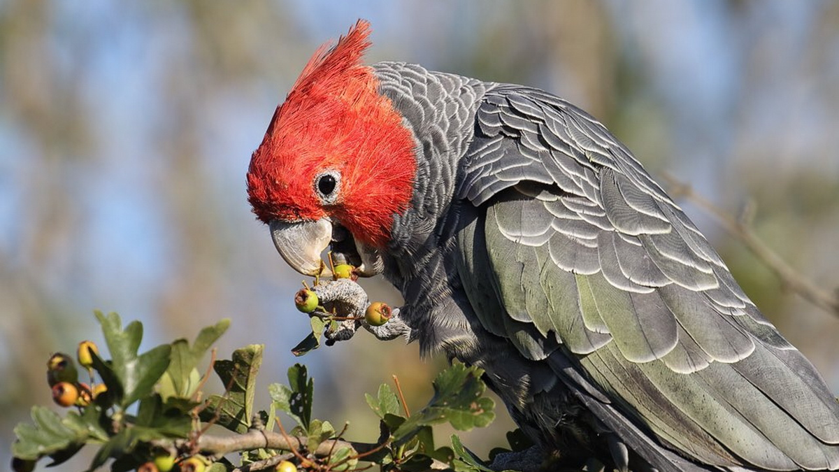 Фото: ParrotOfTheDay