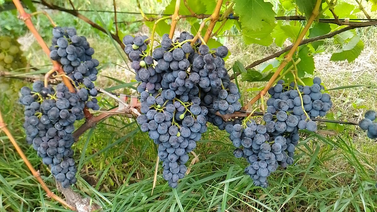 Сорт винограда 5 букв сканворд