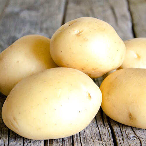 ЛИДЕР СЕДЕК