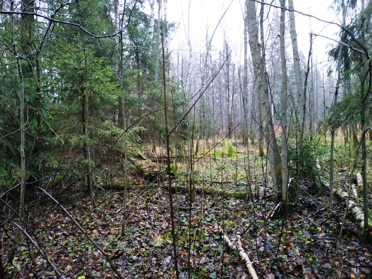 Дорога вывела нас на полянку. 