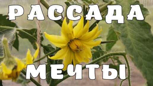 Рассада мечты, как вырастить рассаду томата от семечки до высадки в грунт (рассада помидор)