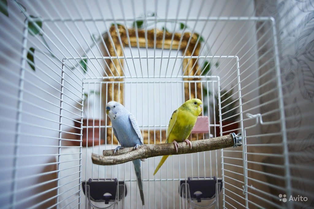 Клетки для попугаев