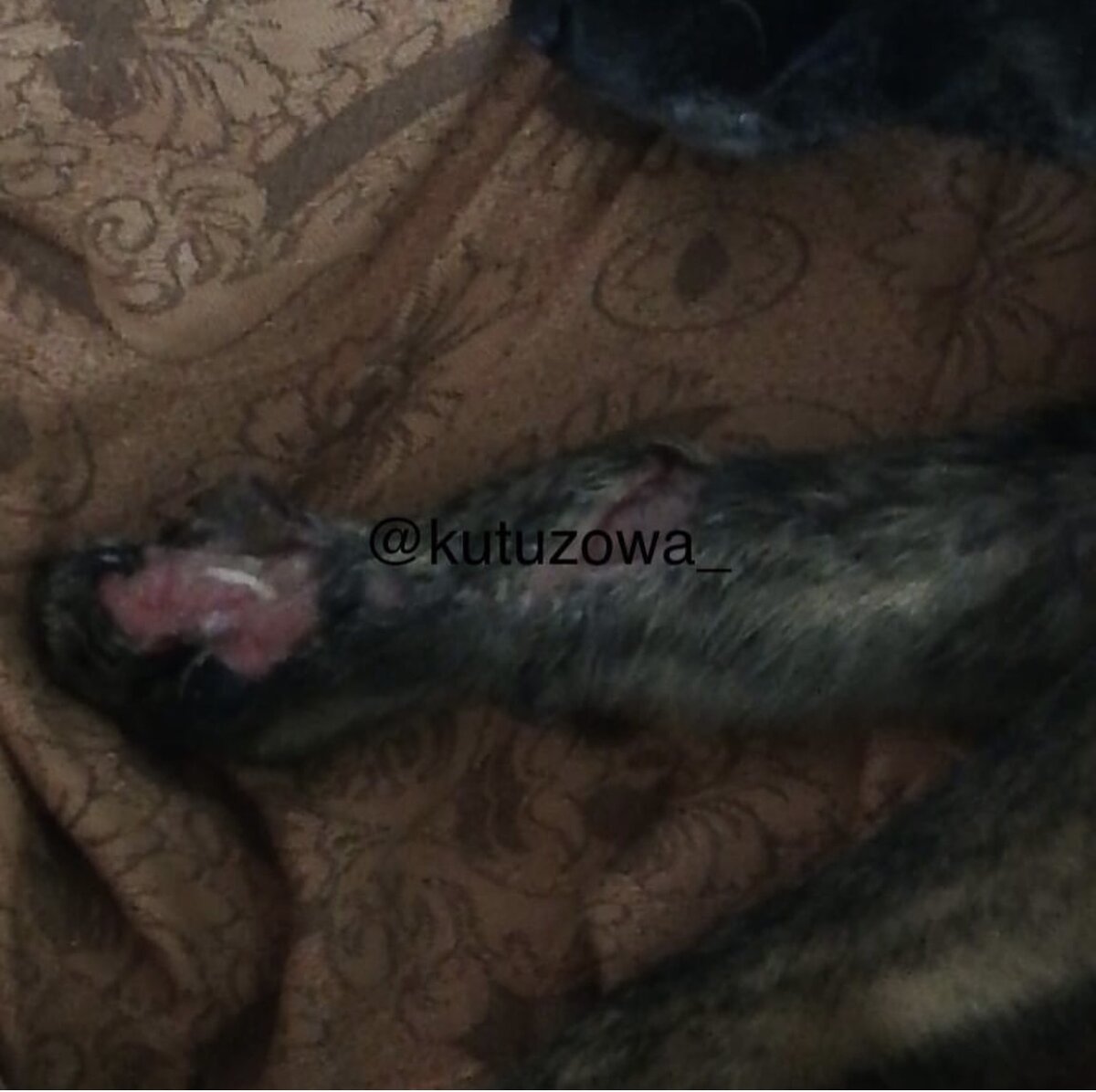 Лапка была, как после мясорубки 