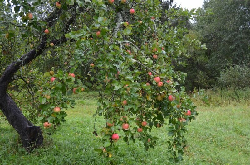 Урожай яблок летом.