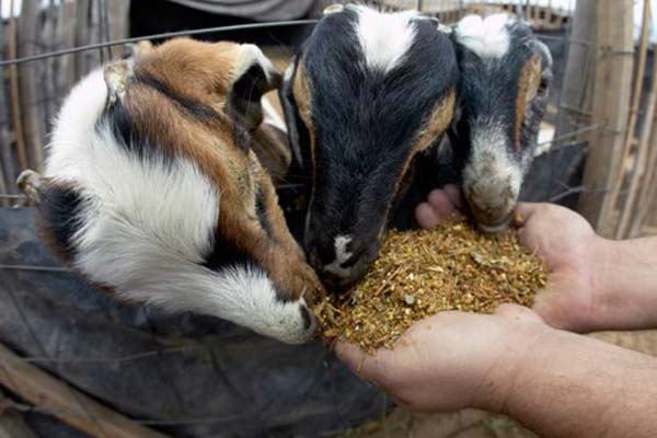 Без зерна зимовка животных просто немыслима.