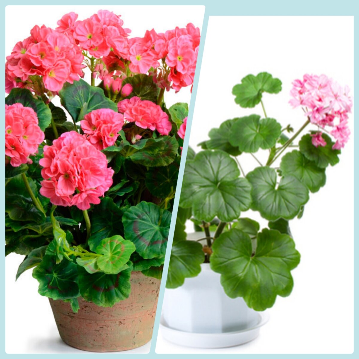 Мои красавицы пеларгонии. 