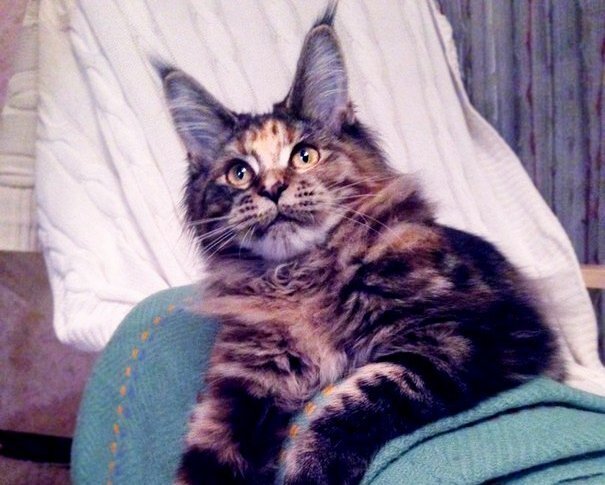 Фото из личного архива. Чилита. Черная мраморная черепаховая