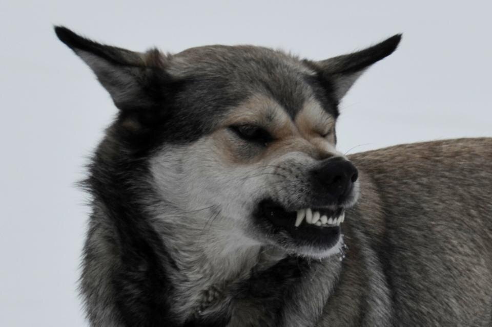 Фото Забмедиа.