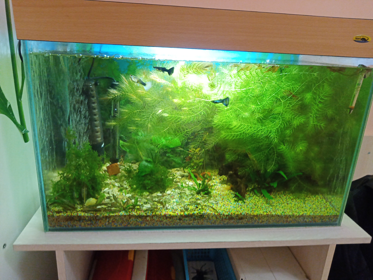 Красота природы видна даже в искусственном водоёме...