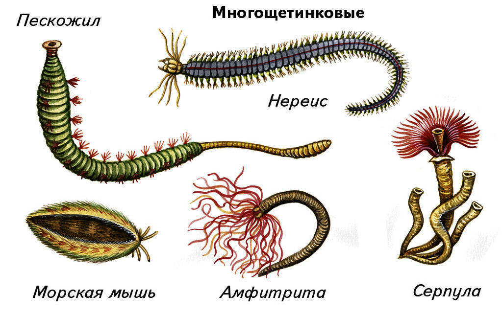 Картинки черви кольчатые черви