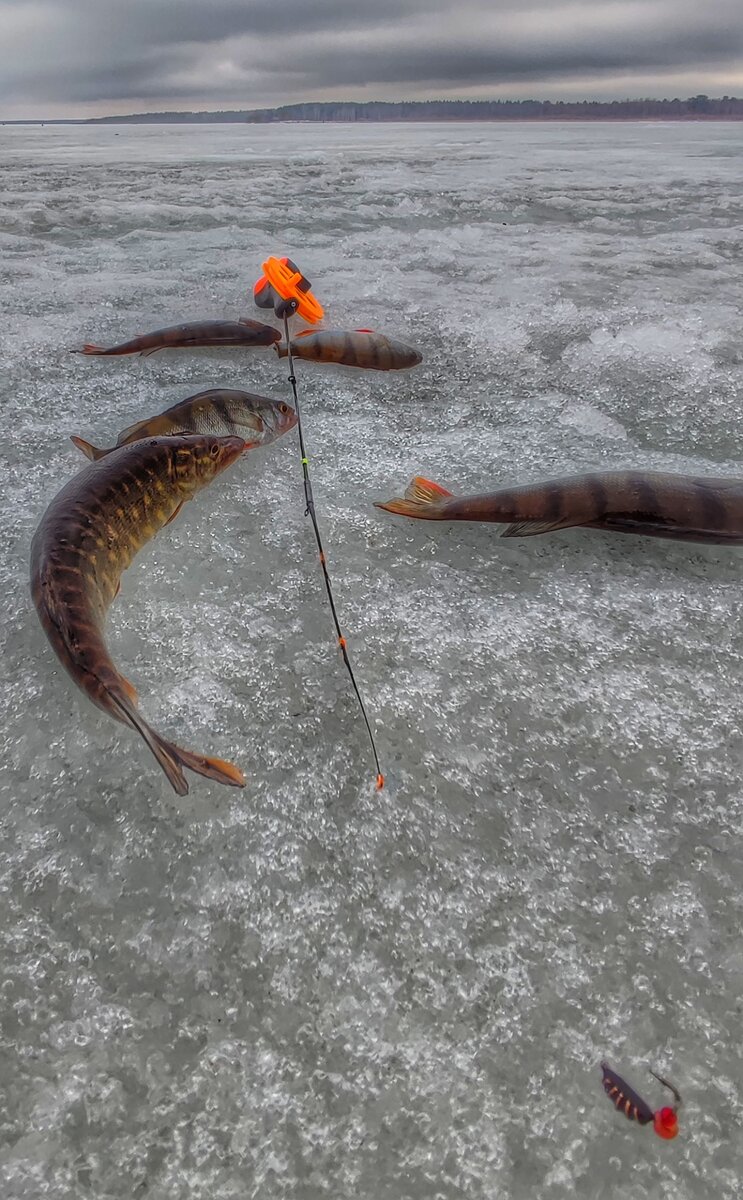 Зубастик маленький