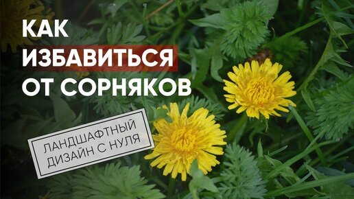 Как избавиться от сорняков | Ландшафтный дизайн с нуля