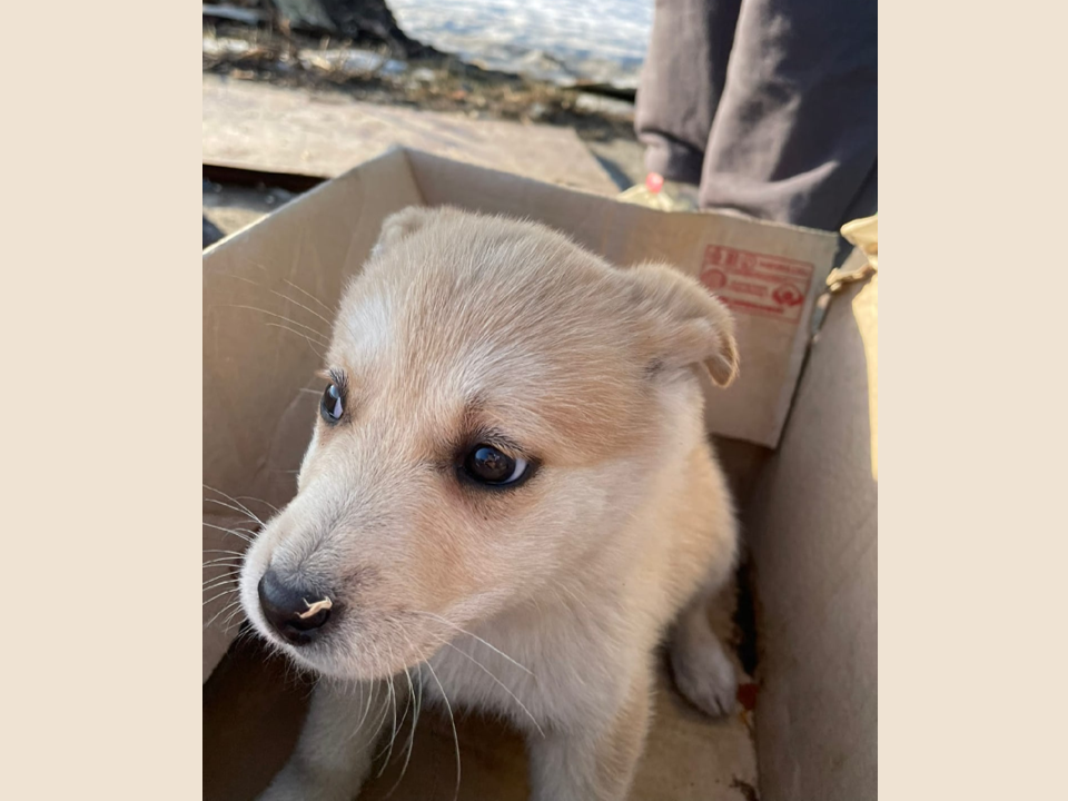 дом в коробочке