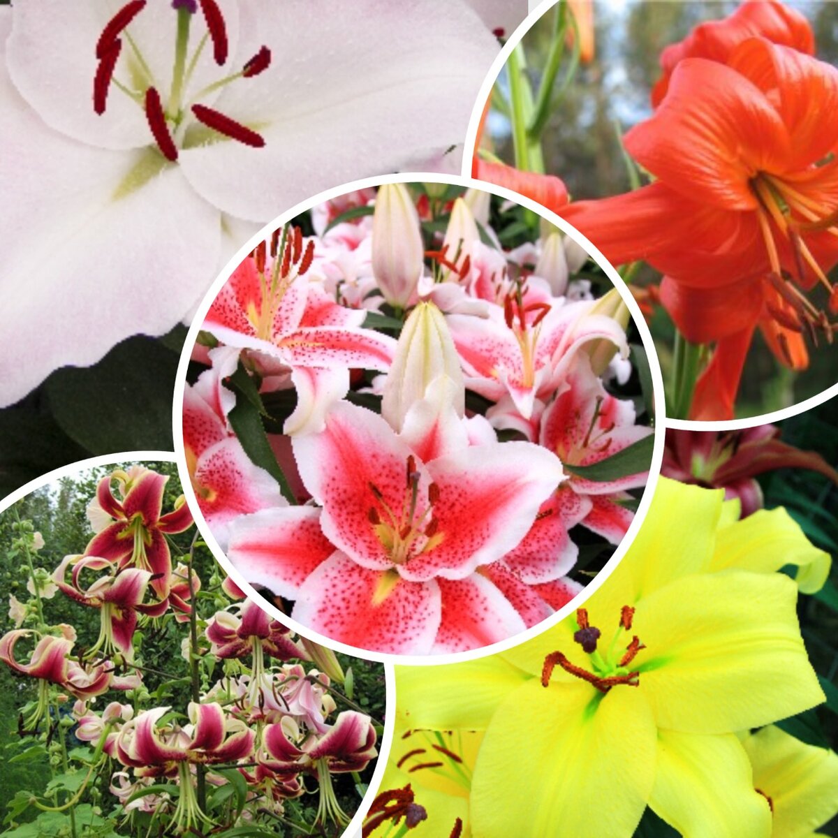 Различные классификации садовых лилий — от ботанической, до флористической