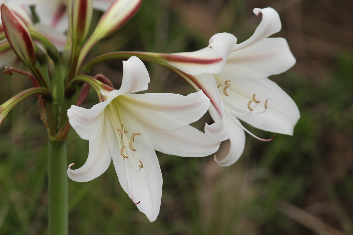 Crinum macowanii