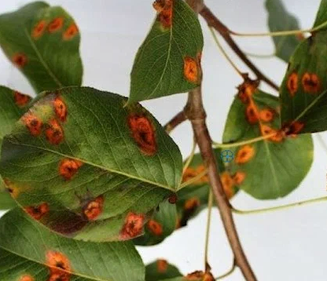 Ржавчина на груше – так было год назад