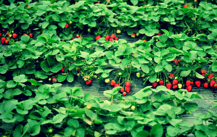 Добавьте описание