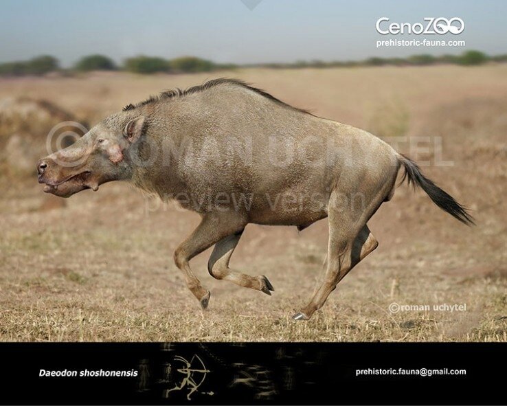 Антилопа гну полюбила бегемота, ну или наоборот.