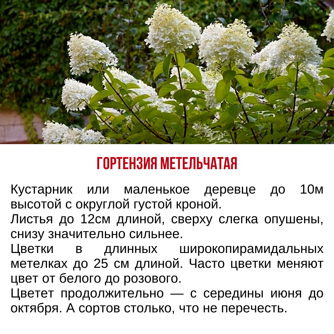 Этапы цветения гортензии.