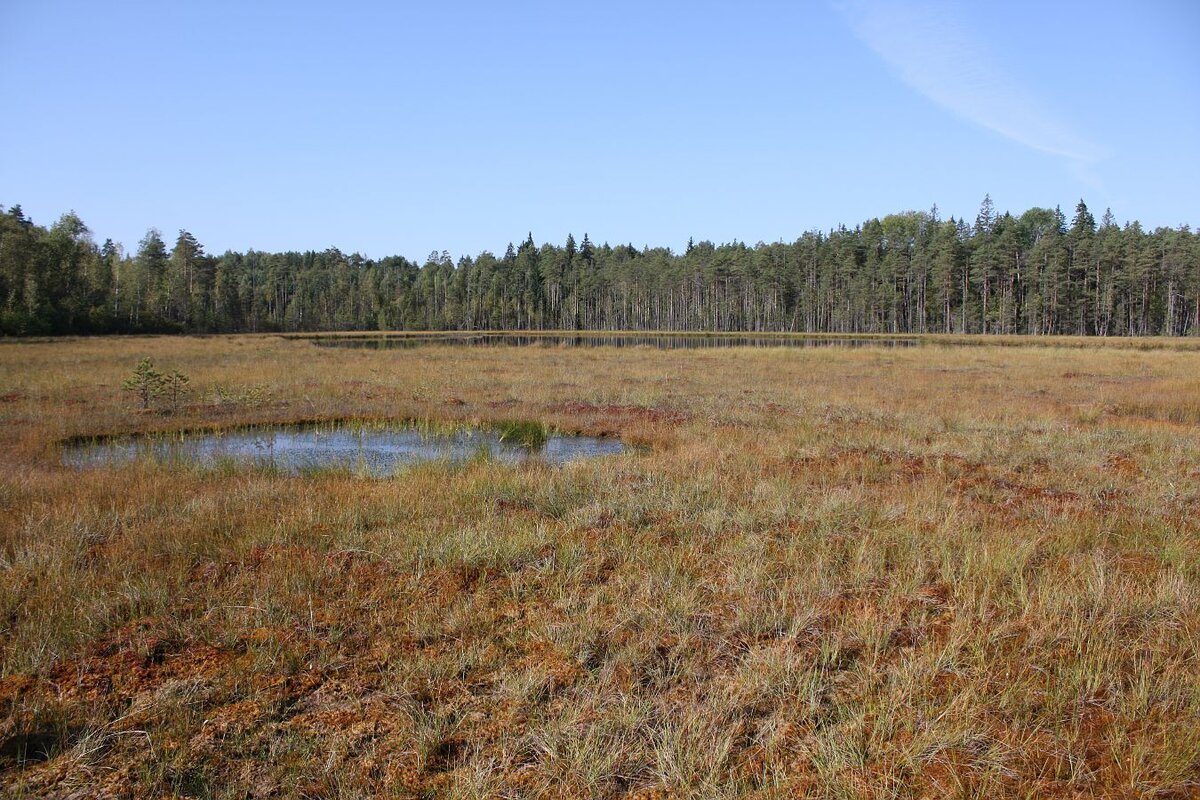 фото не мое (в болоте было не до фотографий)))