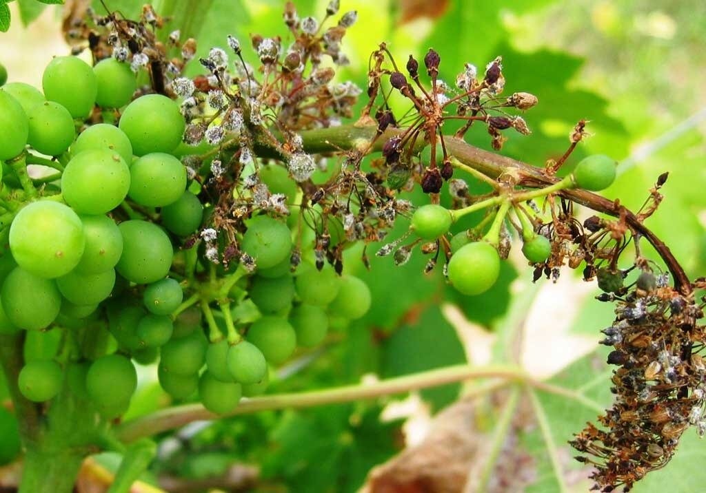 Какие болезни винограда. Мильдью и оидиум на винограде. Виноград пораженный милдью. Милдью на винограде. Антракноз гроздей винограда.