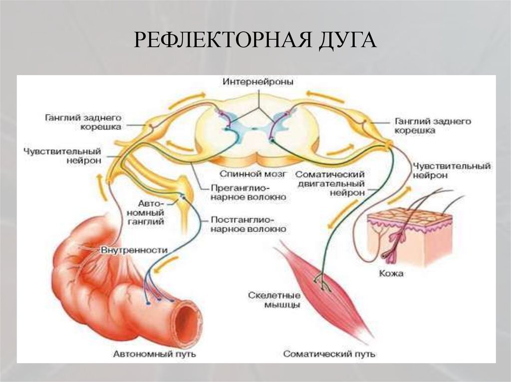 Рефлекторной дуги отличается. Вегетативная рефлекторная дуга от соматической рефлекторной дуги?. Рефлекторная дуга соматической нервной системы гистология. Рефлекс рефлекторная дуга анатомия. Рефлекторной дуги отличается.