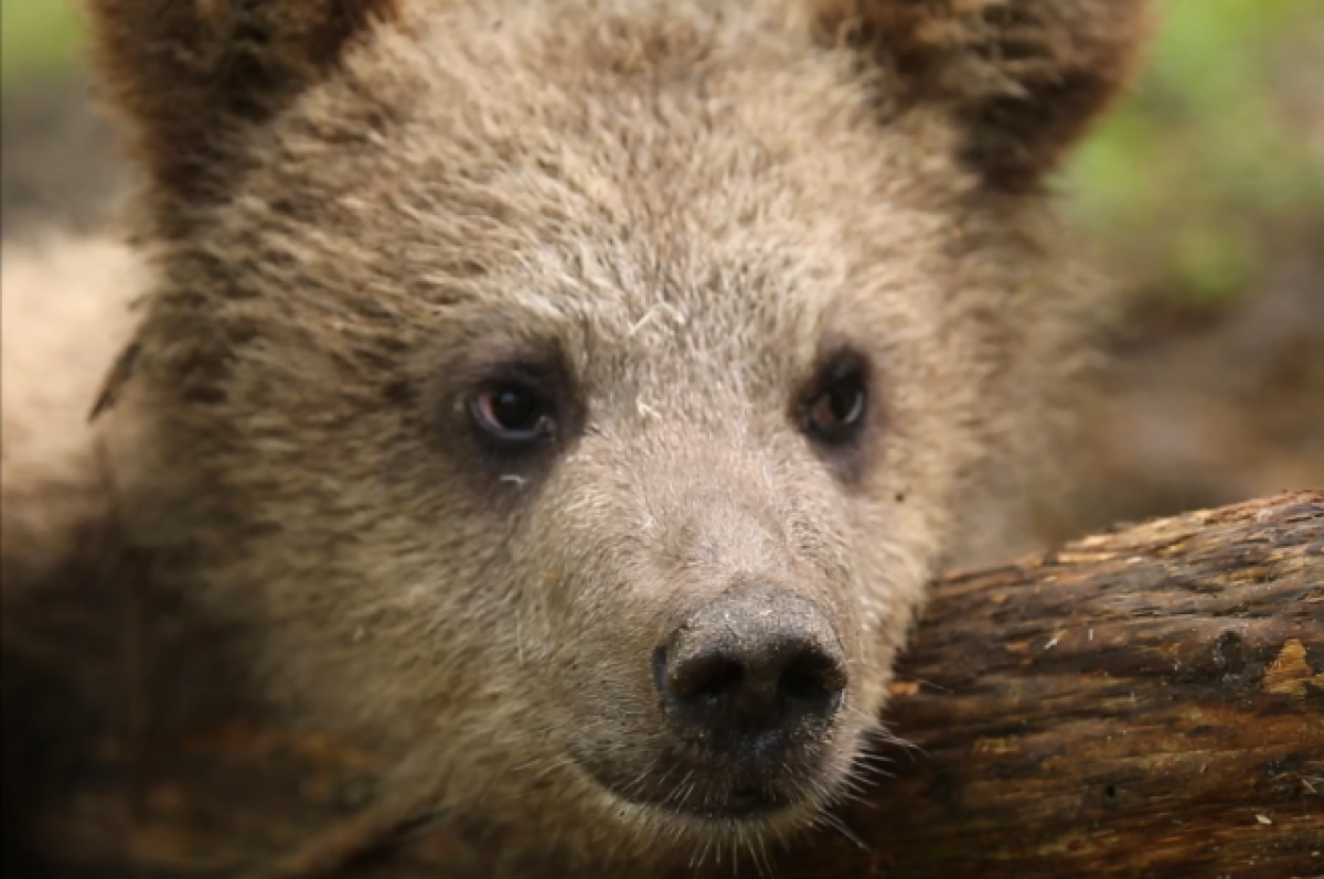    Зоологи из Тверской области опубликовали архивные видео с медвежатами
