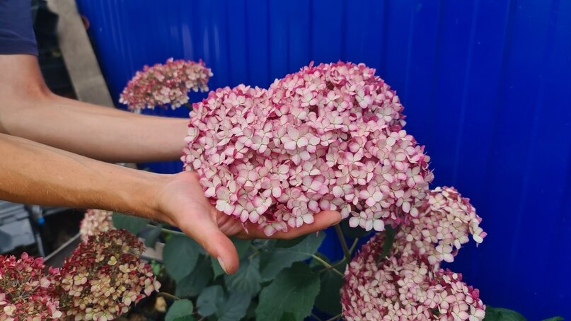 Пинк Аннабель 2 11 июля 2022 года