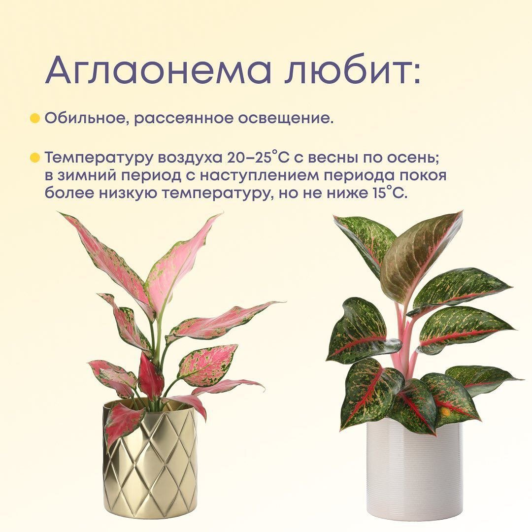  Это экзотическое комнатное растение родом из тропиков!  Небольшой интересный факт: внешне она очень похожа на знакомую многим цветоводам диффенбахию.