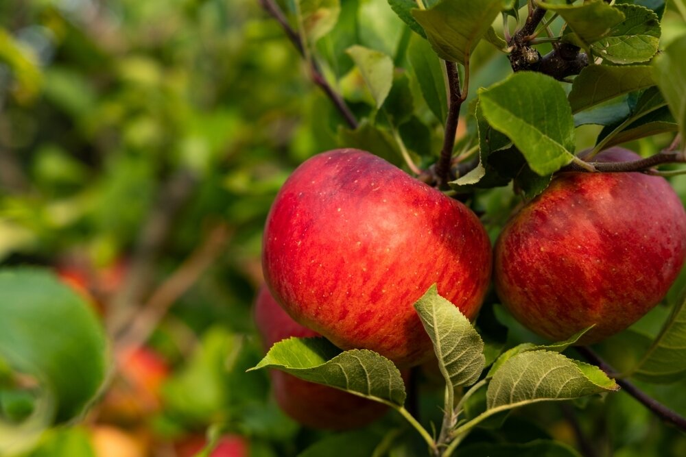    Яблоки сорта 'Топаз'