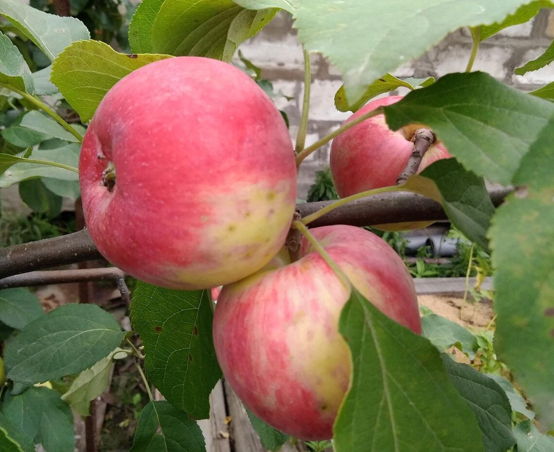    Яблоки сорта 'Анис алый'. Фото Яны (Yana_Vl)