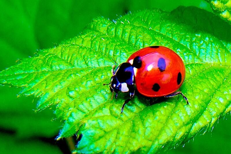 Семиточечная божья коровка.