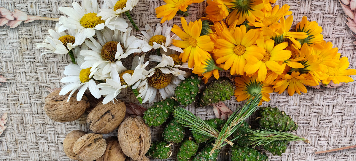 Полезное ассорти. Орехи с Ростова, шишки сосновые веточки с краснодарского края, календула и ромашка со двора!))