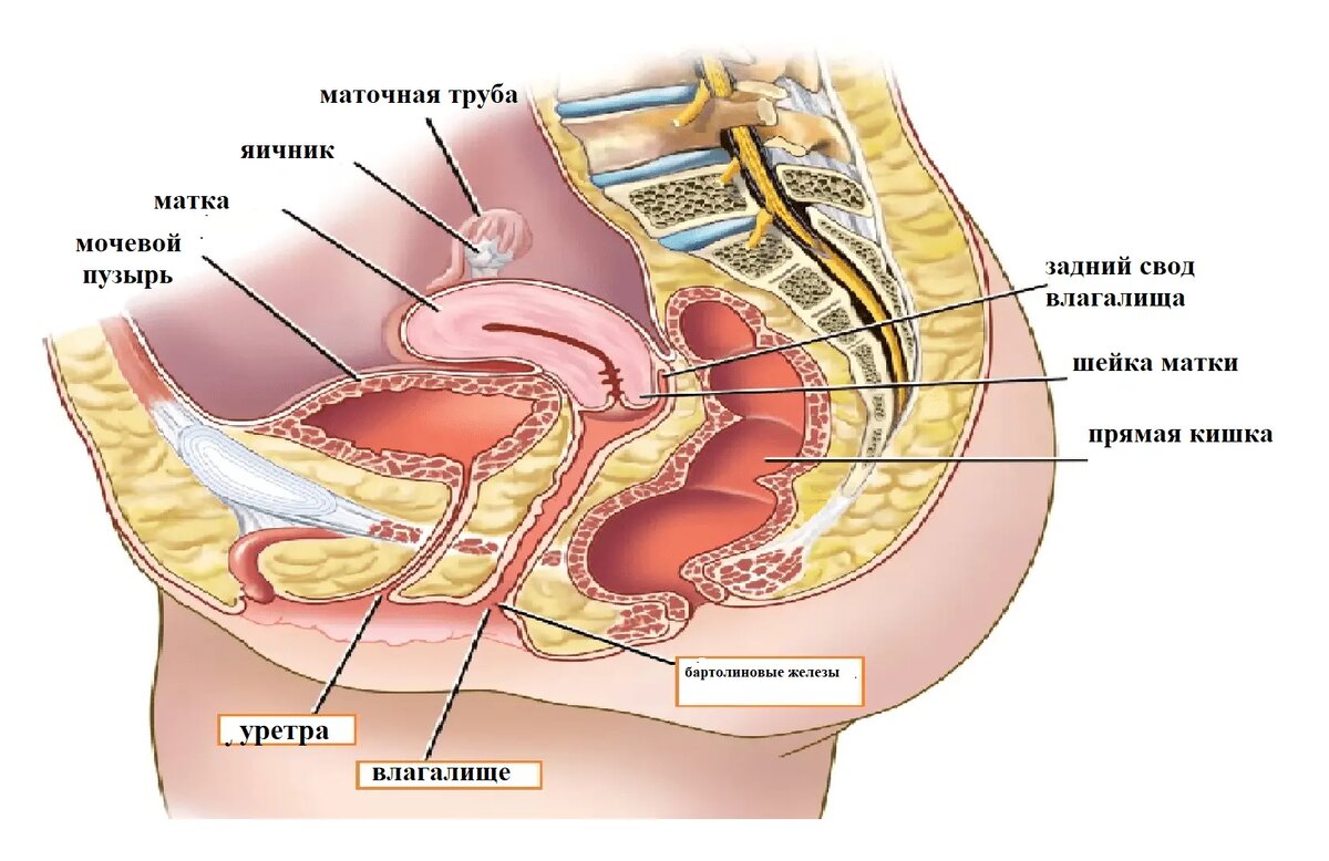 Анатомия : Влагалище прямой мышцы живота. Белая линия живота.