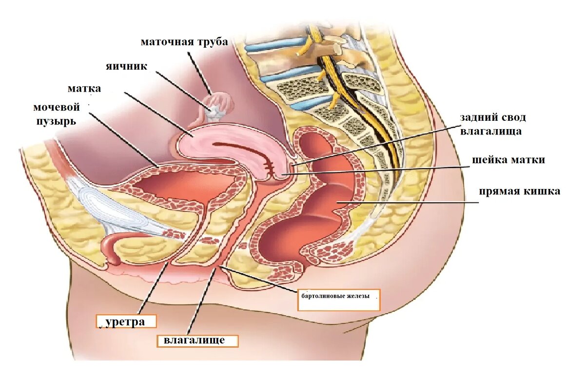 строение матки и как в ней член фото 8