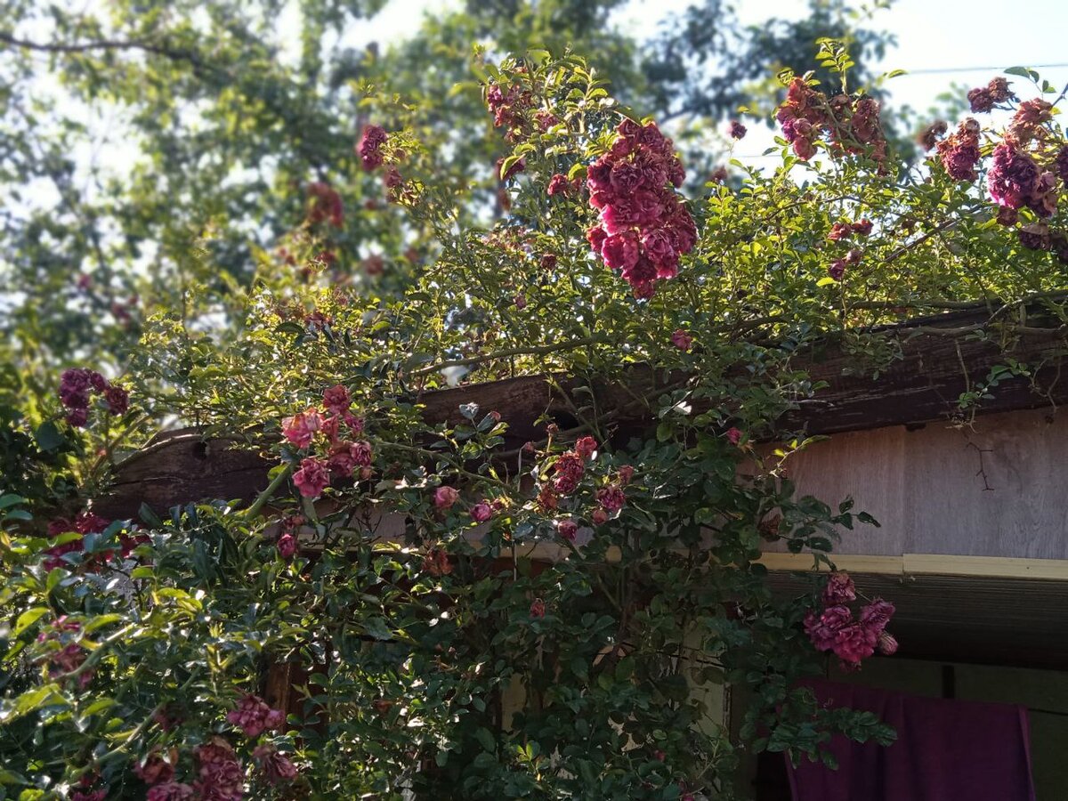 Розы отцветают