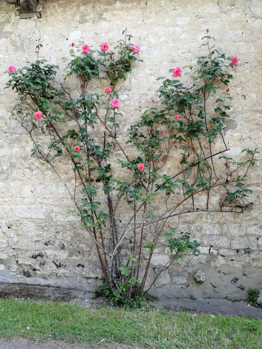 Территория Живерни была обитаема ещё во времена неолита. Поселение существовало и во времена римлян. 