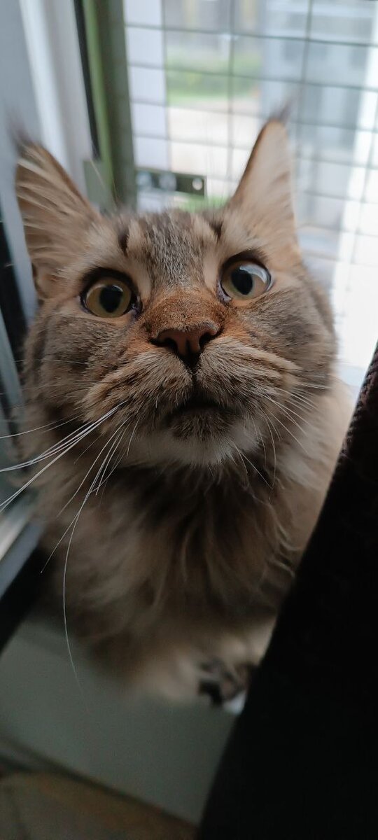 Урсула не одобряет брошенных котов