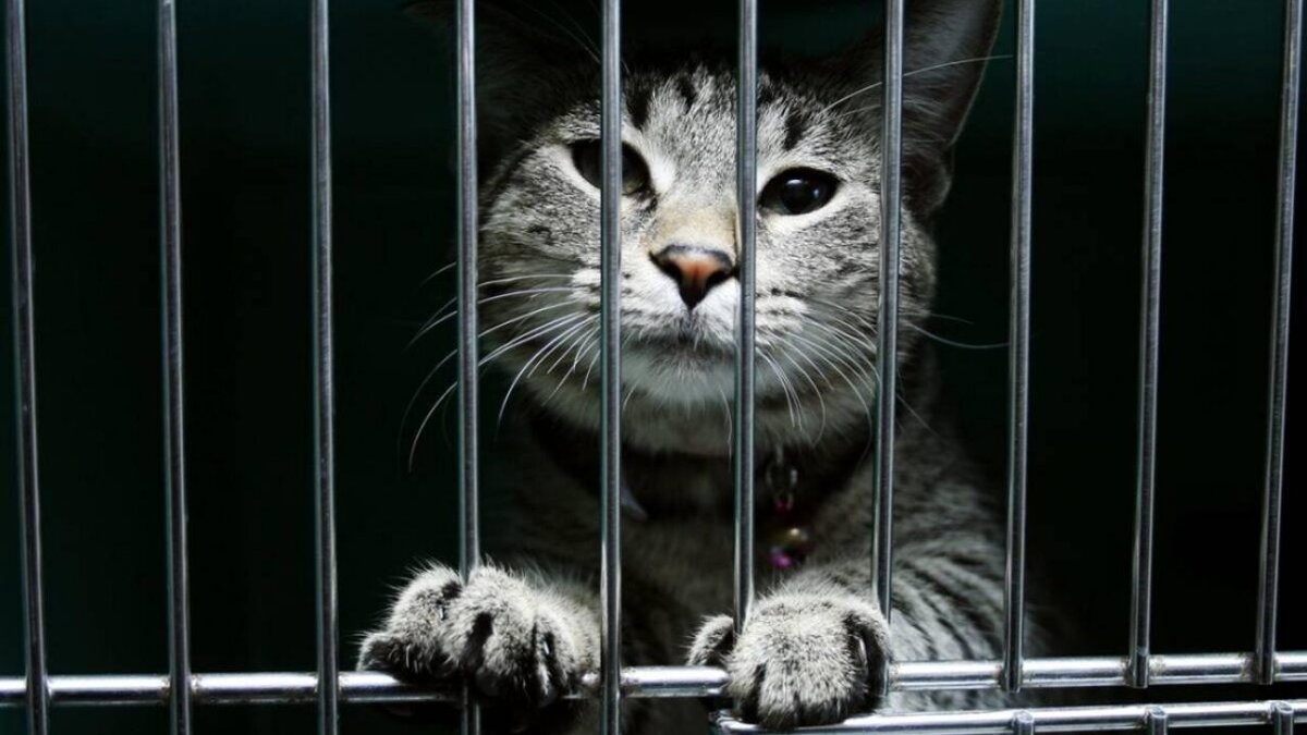 С просторов 