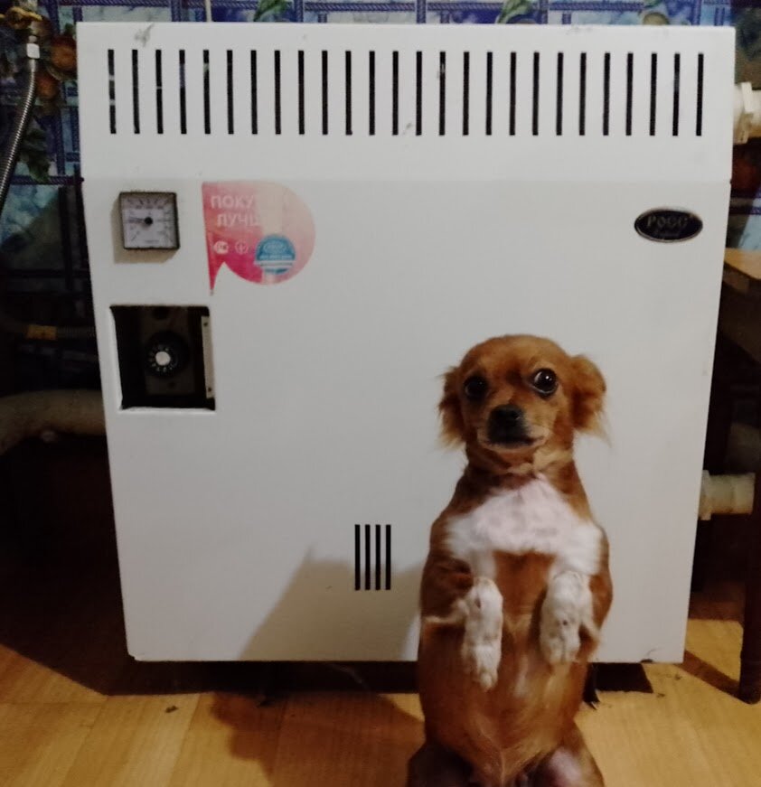 Боня проверяет и принимает работу.Фото автора.Не реклама.