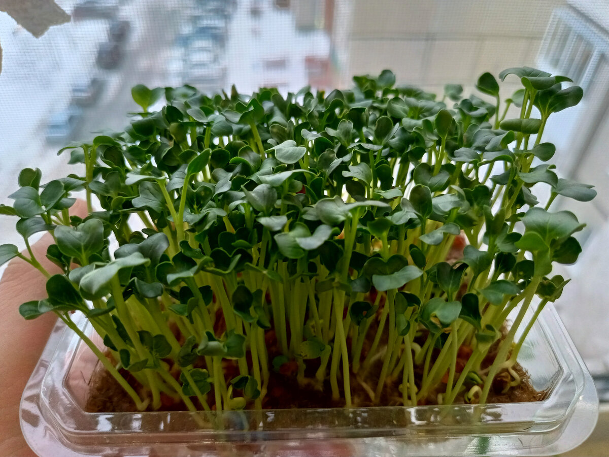 Микрозелень редиса