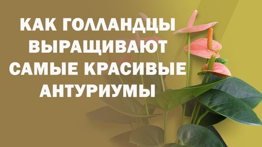 АНТУРИУМ: ГОЛЛАНДСКИЕ РЕКОМЕНДАЦИИ ПО ВЫРАЩИВАНИЮ/ КАК УХАЖИВАТЬ/ СКОРОСТЬ РОСТА АНТУРИУМА