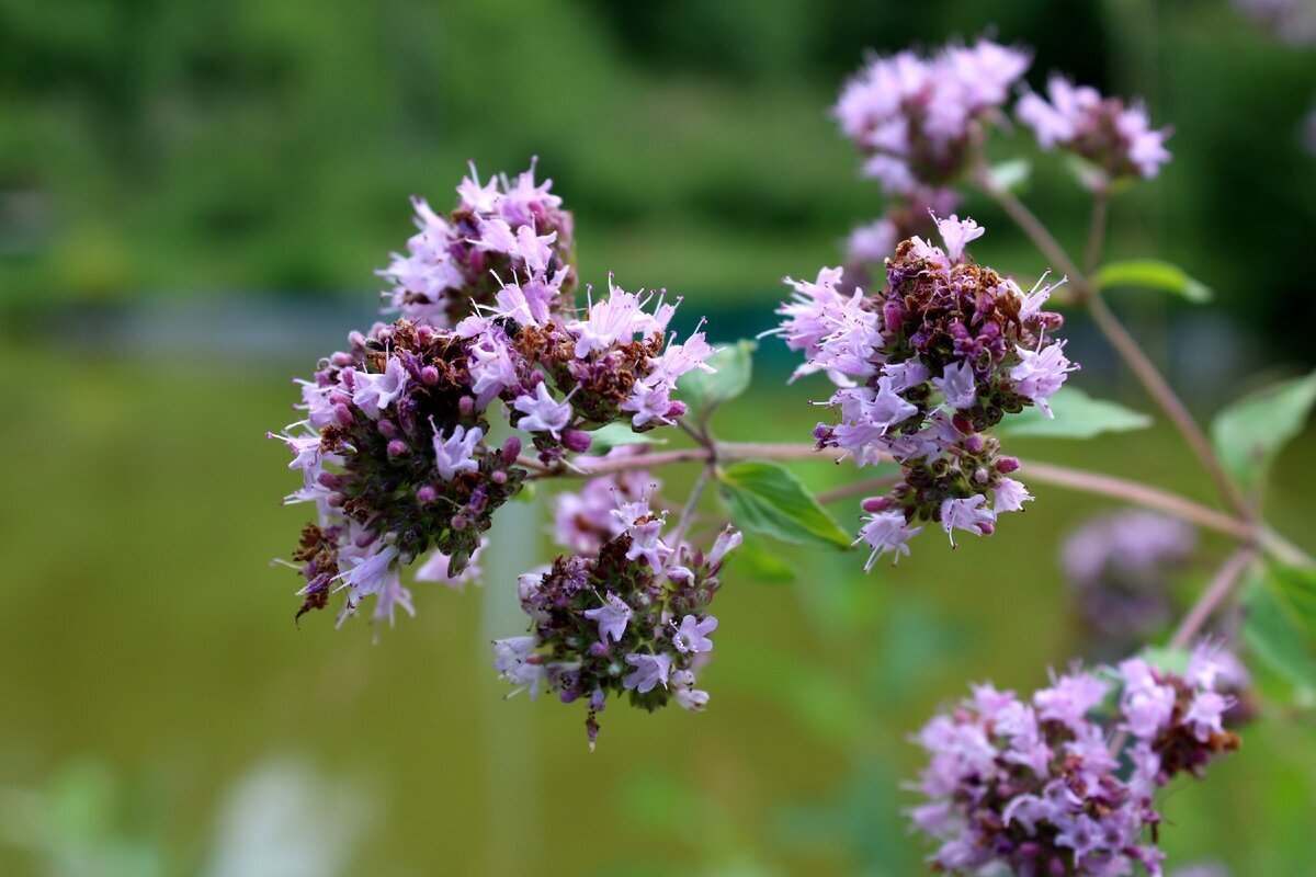 Душица обыкновенная Origanum vulgare сырье